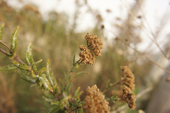 Achillea millefolium