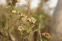 Achillea millefolium