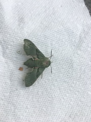 Proserpinus terlooii