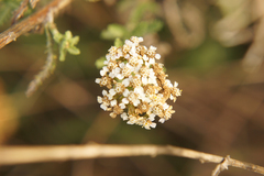 Achillea millefolium