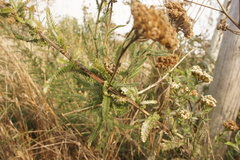 Achillea millefolium