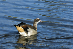 Alopochen aegyptiaca