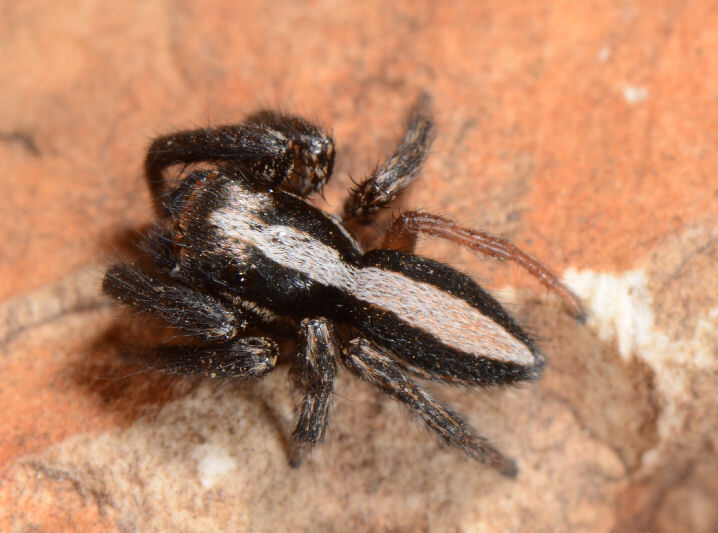 Evarcha vittula