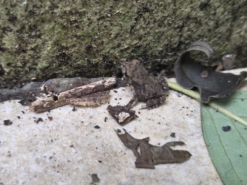 Asian Common Toad