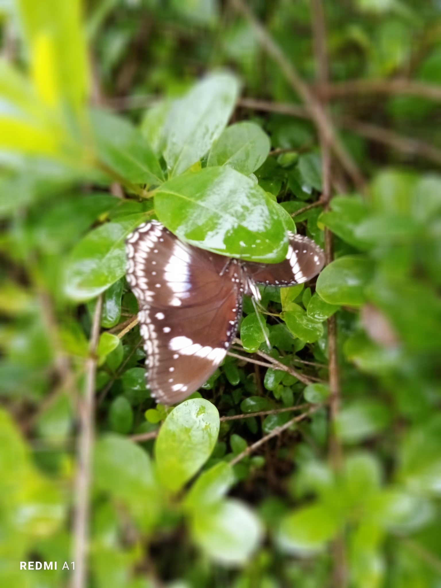 Great Eggfly