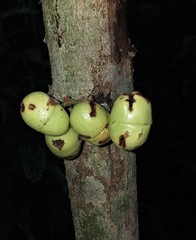 Iryanthera juruensis