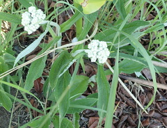 Helichrysum pallidum