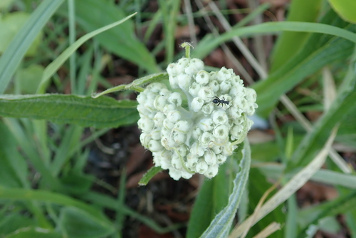 Image of Helichrysum pallidum by no rights reserved