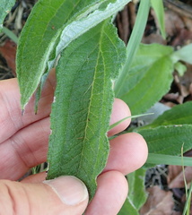 Helichrysum pallidum