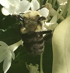 Bombus impatiens image