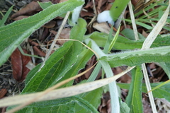 Helichrysum pallidum