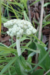 Helichrysum pallidum