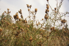 Centaurea jacea