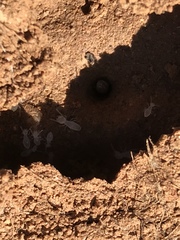 Termitinae