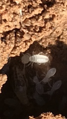 Termitinae