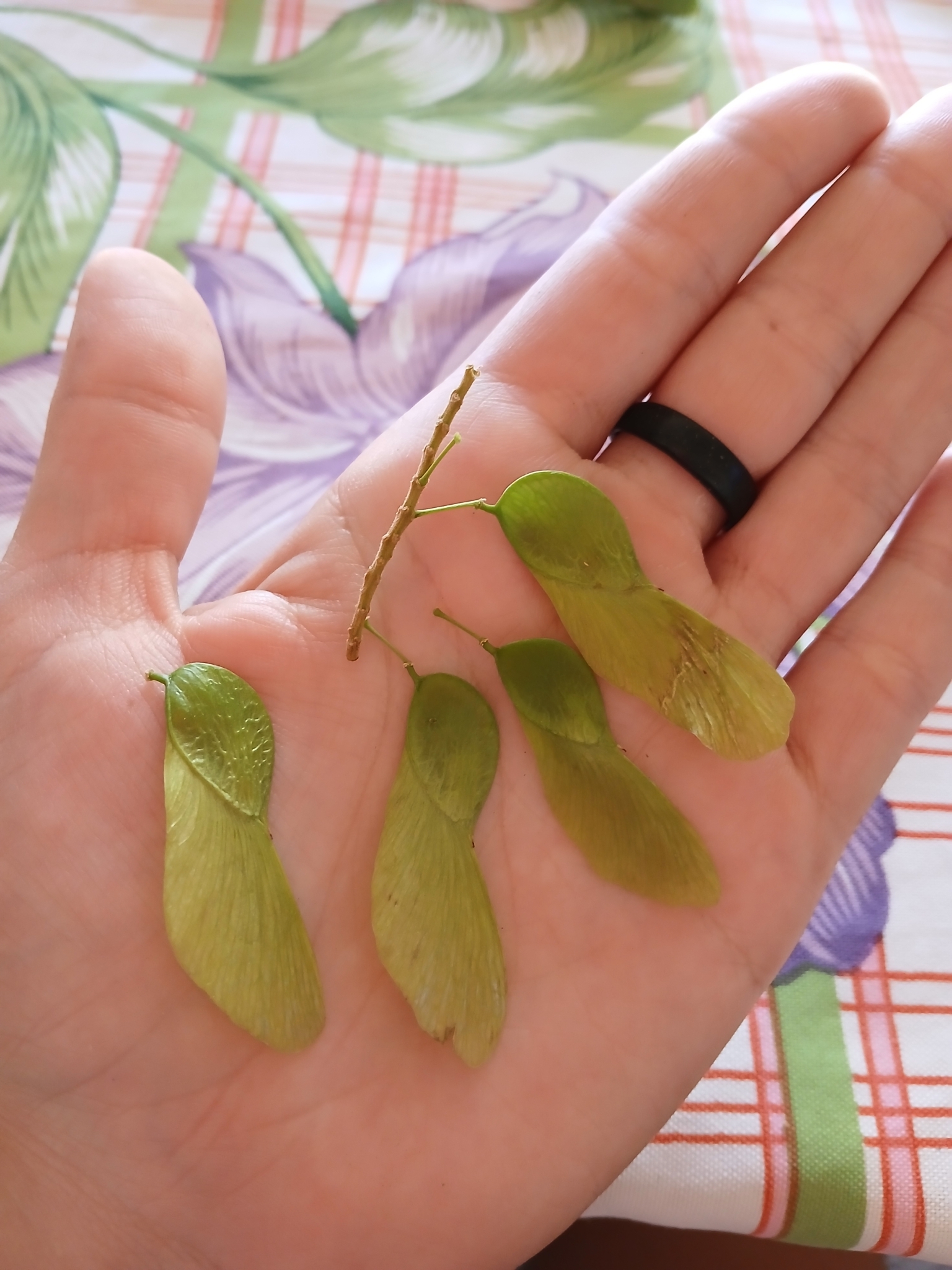 Pterogyne nitens