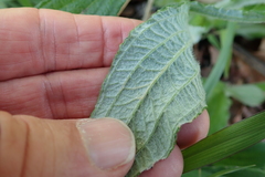 Helichrysum pallidum