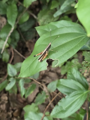 Phlaeoba antennata