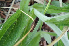 Helichrysum pallidum