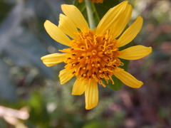 Verbesina sphaerocephala