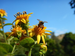 Verbesina sphaerocephala