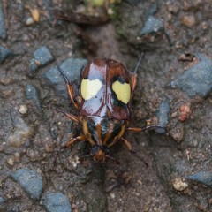 Pedinorrhina trivittata