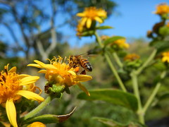 Verbesina sphaerocephala