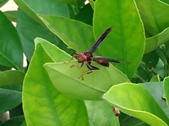 Polistes canadensis