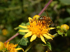 Verbesina sphaerocephala