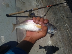 Genyonemus lineatus