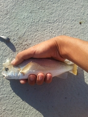 Genyonemus lineatus
