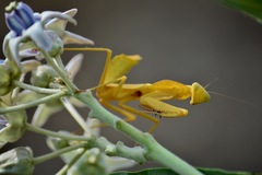 Rhombodera kirbyi