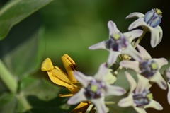 Rhombodera kirbyi
