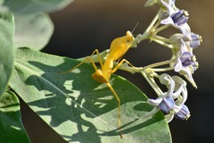 Rhombodera kirbyi