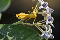 Rhombodera kirbyi