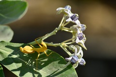 Rhombodera kirbyi