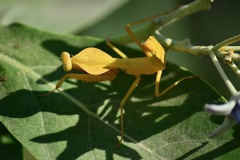 Rhombodera kirbyi