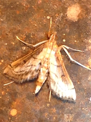 Marasmia cochrusalis