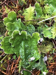 Peltigeraceae