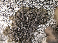 Montanelia sorediata