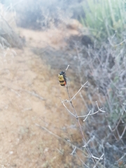 Hycleus tripunctatus