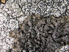 Montanelia sorediata