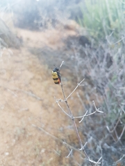 Hycleus tripunctatus