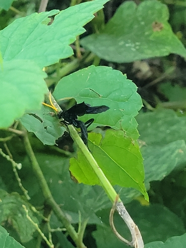 Bent-shielded Besieger Wasp photo 4