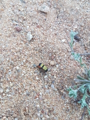 Hycleus tripunctatus