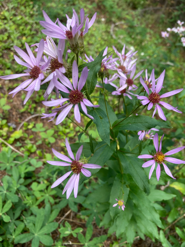 Engelmann's aster