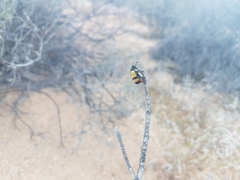 Hycleus tripunctatus