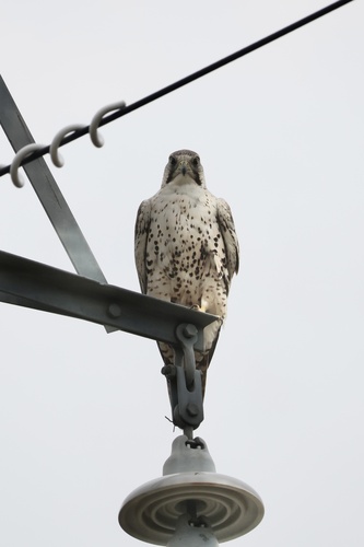 Saker Falcon
