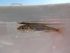 Couesius plumbeus