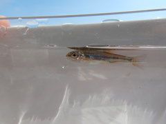 Couesius plumbeus
